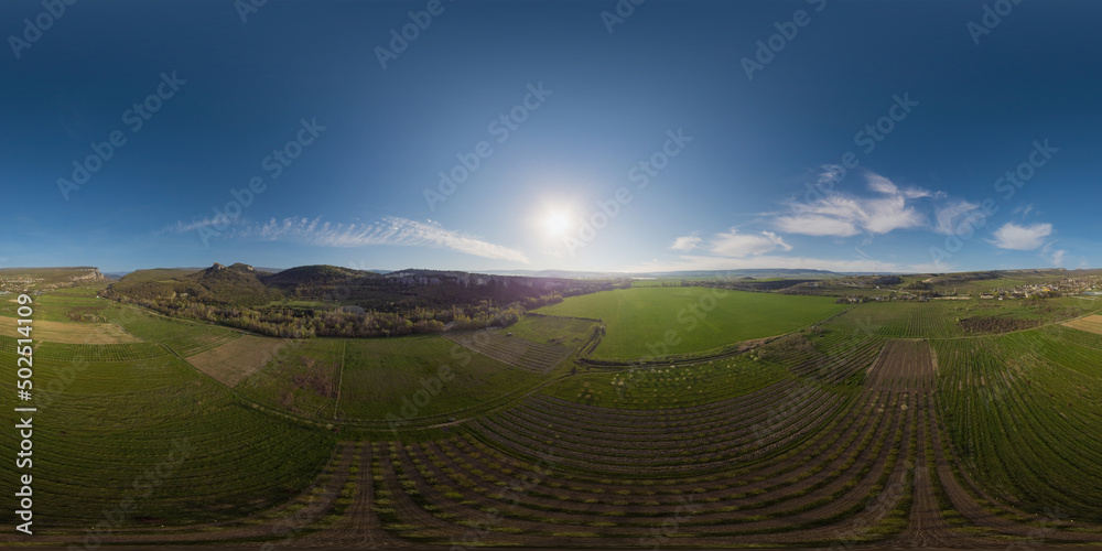 Fototapeta Aerial panorama over a young garden and a green wheat field in the countryside at sunset. Seamless spherical equirectangular 360 degree panorama. Agronomy, industry and food production.