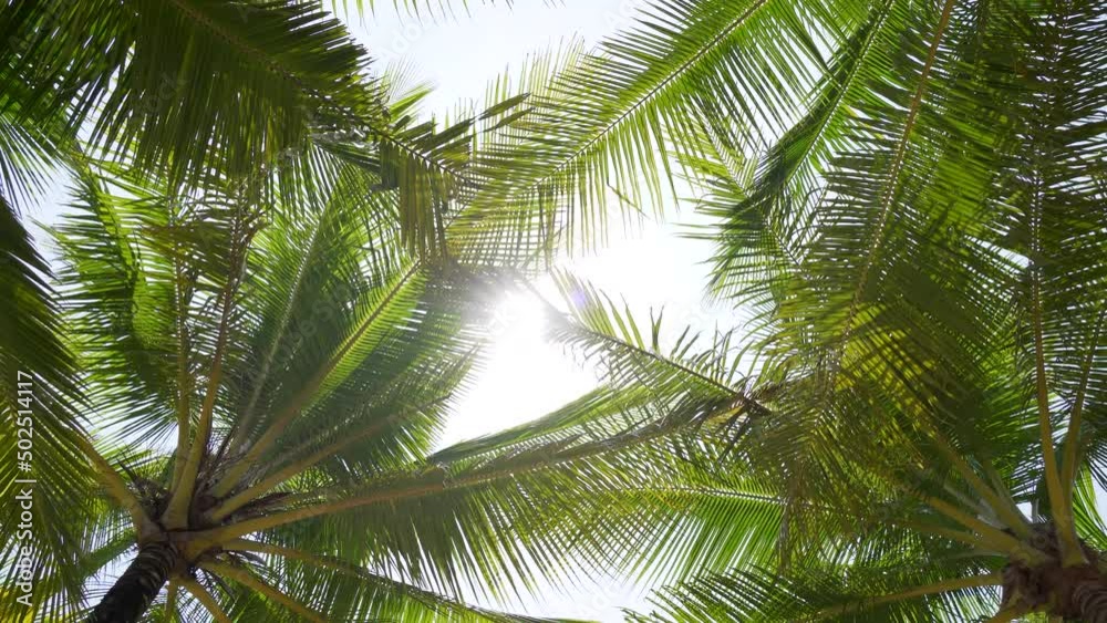 palm tree in the wind palm tree in the wind