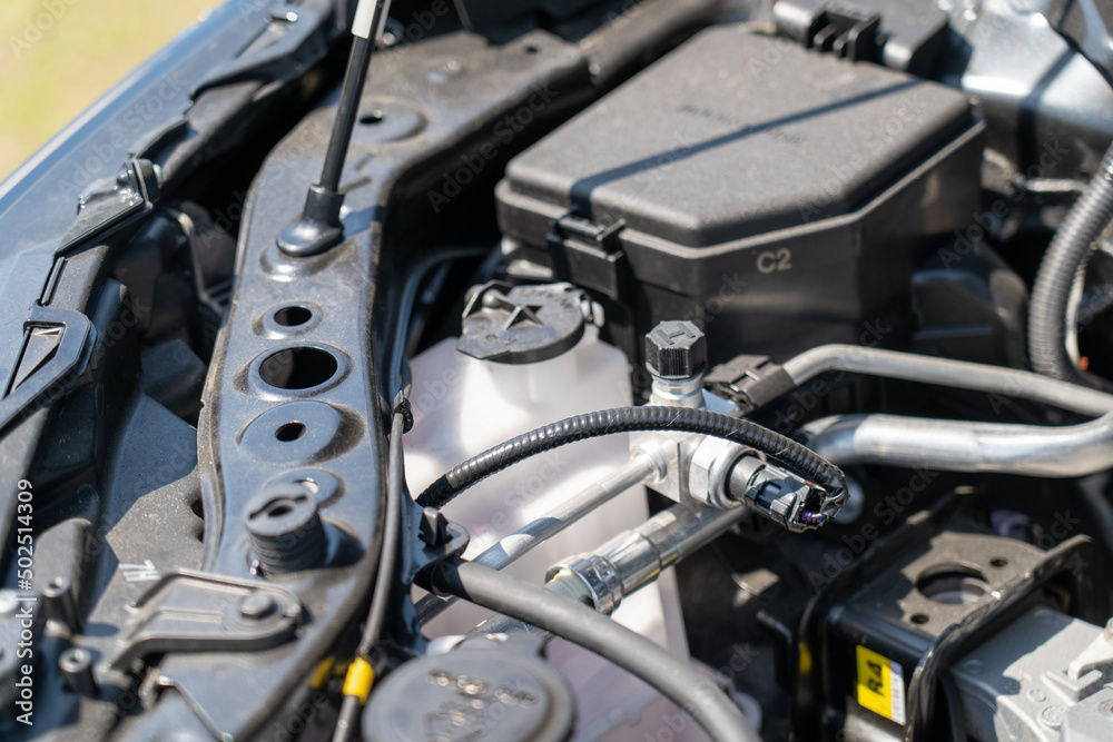 Fototapeta premium ハリアー