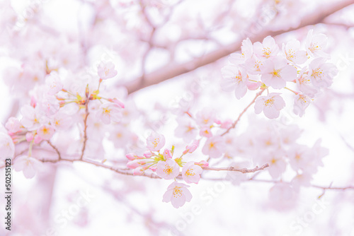 一面満開のサクラの花／埼玉県桶川市
