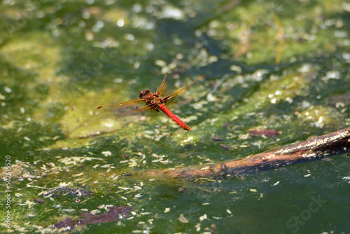 red dragon over the green water