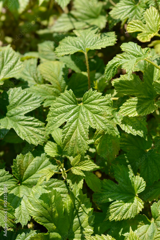 Common hop Common hop