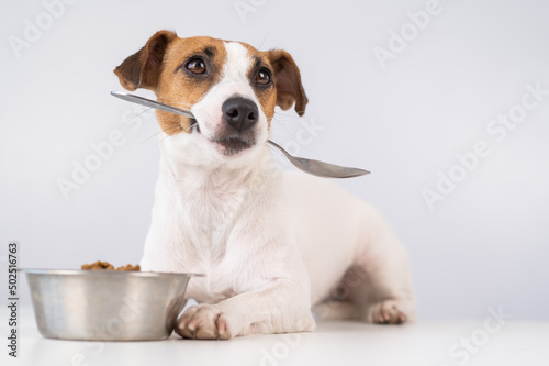 Jack Russell Terrier dog lies near a bowl of dry food and holds a spoon in his mouth on a white background. © Михаил Решетников