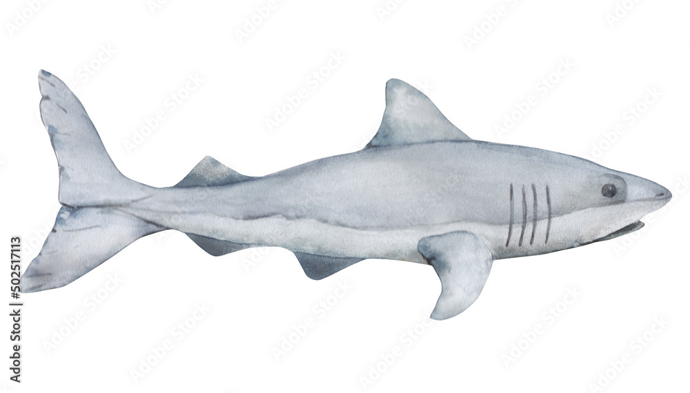 Obraz premium Shark watercolor illustration, predator, sea creature. Illustration on a white background.
