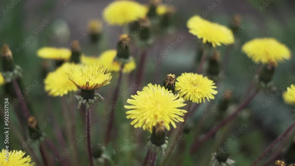Сlose up of several yellow dandelions in a field on a sunny day Сlose up of several yellow dandelions in a field on a sunny day