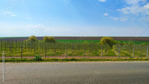 Garden farm field with trees outdoor landscape country view at the day