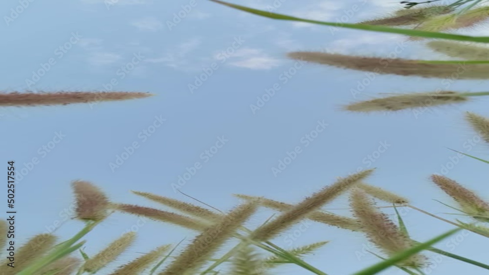 reeds in the wind reeds in the wind