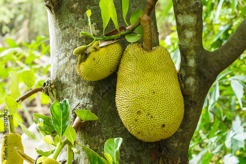 Jackfruit and jackfruit trees are hanging from a branch