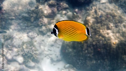 Underwater video of pair yellow blackcap butterflyfish fishes swimming among tropical coral reefs. Snorkeling in Gulf of Thailand, Koh Tao island. Snorkeling activity, dive concept. Wildlife aquatic photo