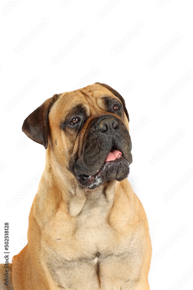 portrait of bullmastiff dog isolated on white background