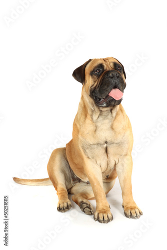 bullmastiff sitting on studio in white background 