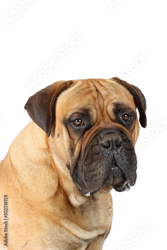 portrait of bullmastiff dog isolated on white background