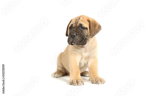 puppy bullmastiff sitting  isolated on white background 