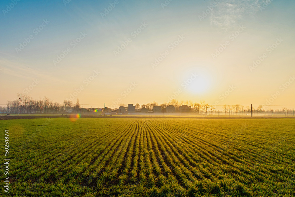 countryside landscape,wheat field with morning sunshine countryside landscape,wheat field with morning sunshine