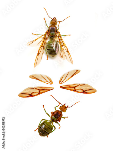 Image of the queen of ants on dry branches. weaver ant queen. Insect. Animal photo