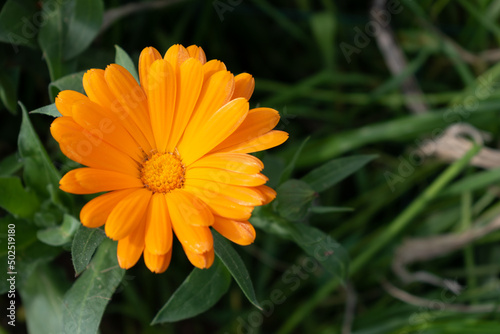 Beautiful orange calendula officinalis flower close up in a garden on a green background