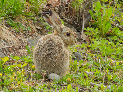 Close up image with wild hare in focus.  photo