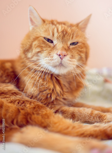 Fototapeta Naklejka Na Ścianę i Meble -  Lovely red cat. Soft focus.