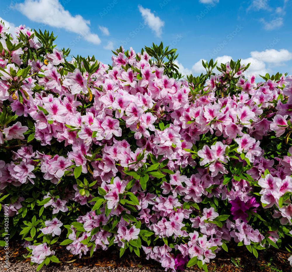 Obraz premium 公園の躑躅