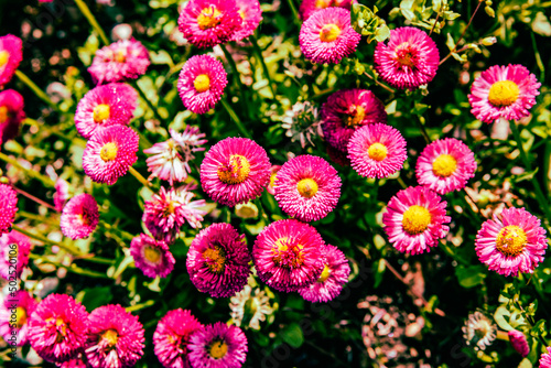 Fototapeta Naklejka Na Ścianę i Meble -  公園の花壇に咲き乱れる赤い花