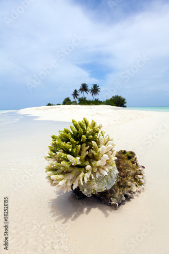 A piece of coral reef was broken by a storm and throw by the waves on beach of a desert island in Maldives