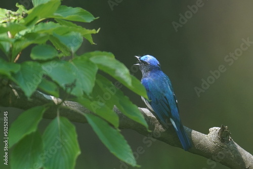 blue and white flycatcher on a branch © Matthewadobe