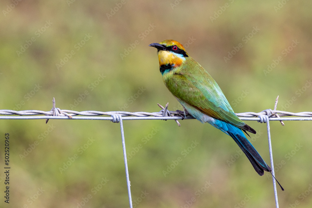 Obraz premium Rainbow Bee-eater in Queensland Australia