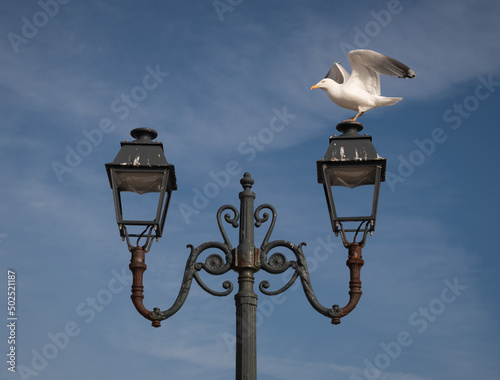 seagull landing on old street lantern in the blue sky in France photo