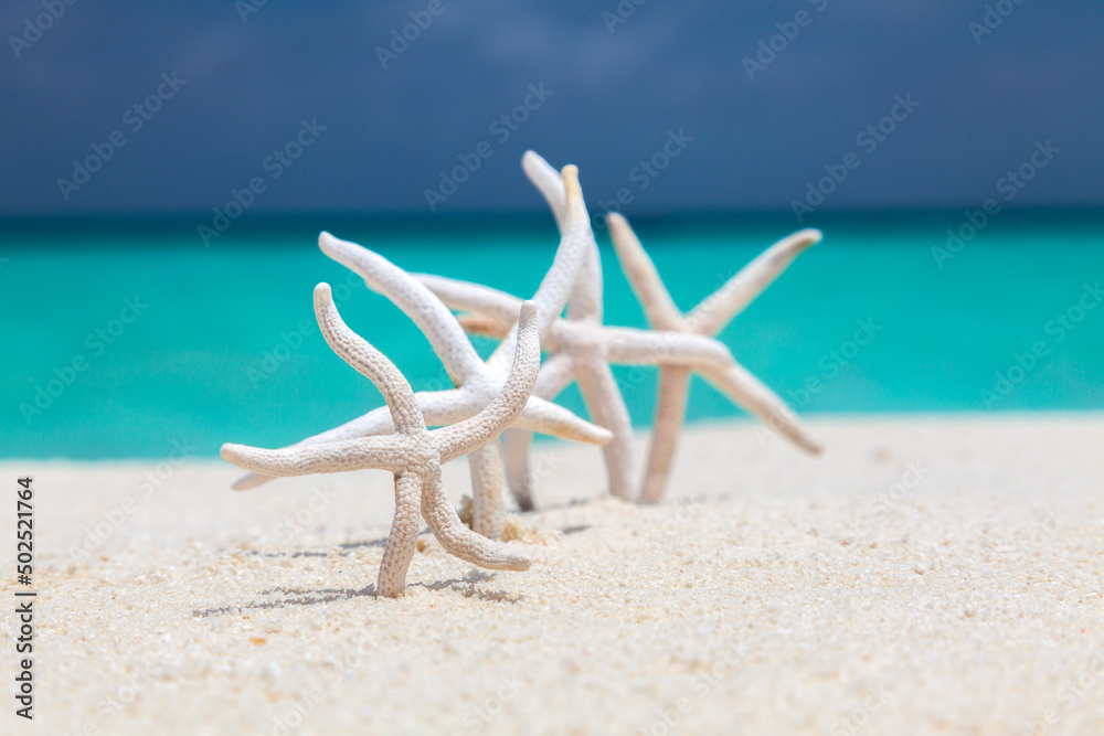 Four drayed on sun starfishes on empty Maldive beach close up