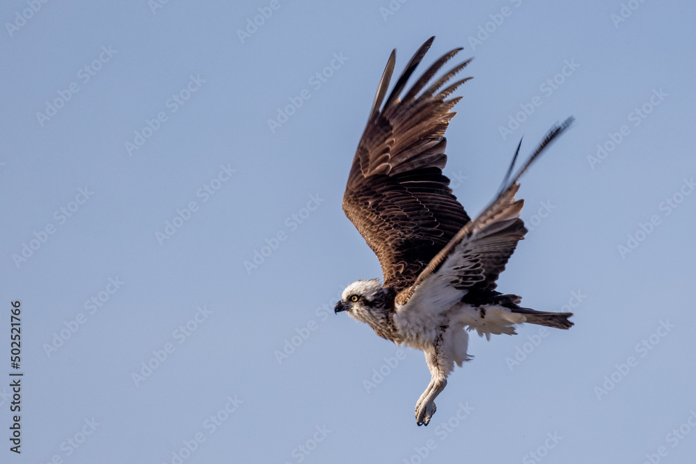 Fototapeta premium Eastern Osprey in Queensland Australia
