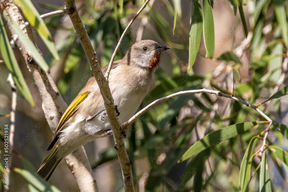 Naklejka premium Rufous-throated Honeyeater in Queensland Australia