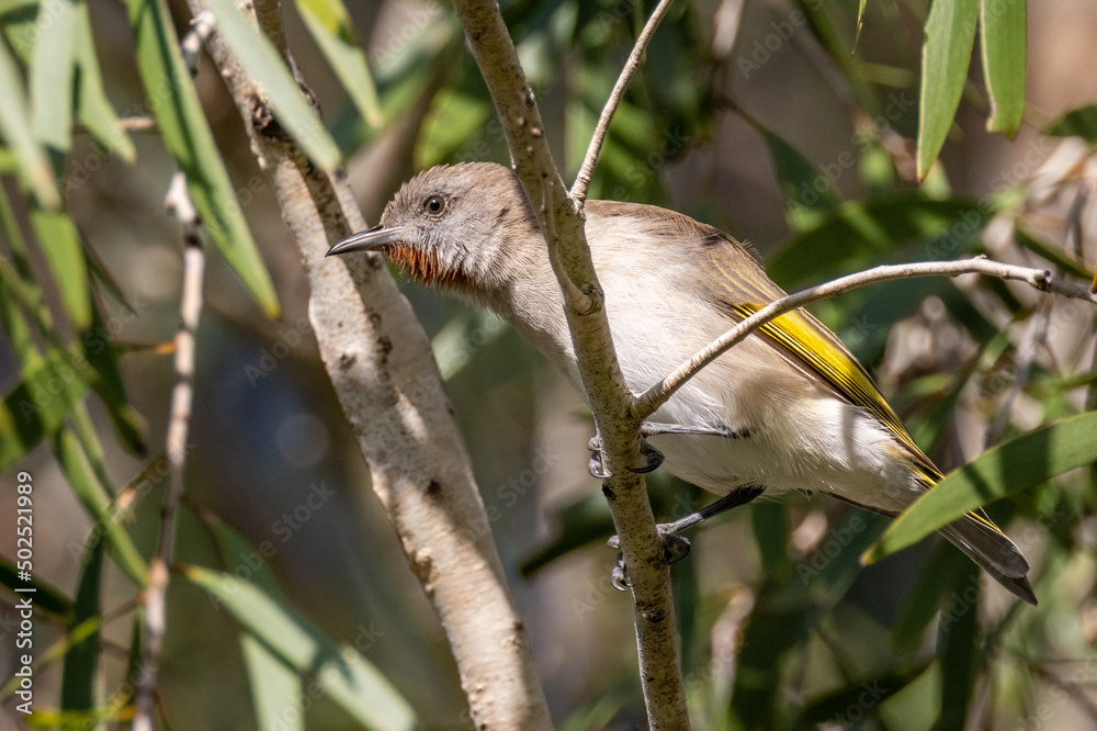Naklejka premium Rufous-throated Honeyeater in Queensland Australia