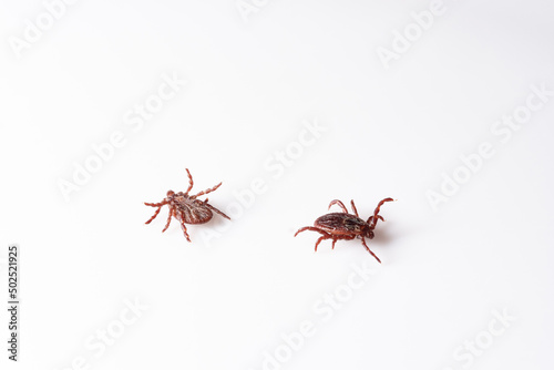 Insect tick isolated on a white background. A dangerous arachnid tick in close-up. A dangerous insect. Magnified view. © PhotoRK