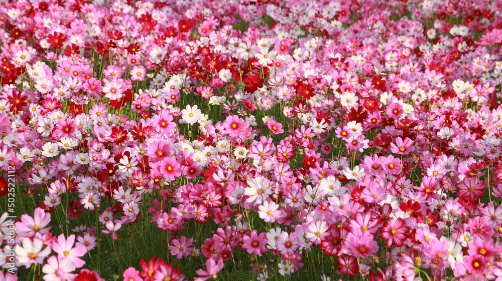 Cosmos flowers in the garden and blue background, blurry flower background, light pink cosmos flower. Cosmos flowers in the garden and blue background, blurry flower background, light pink cosmos flower.