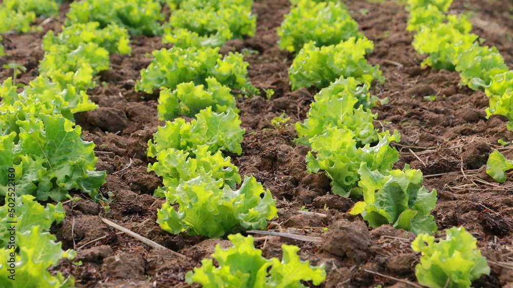 Hydroponics vegetables Green oak lettuce growing at farms hydroponics systems close up focus . Hydroponics vegetables Green oak lettuce growing at farms hydroponics systems close up focus .