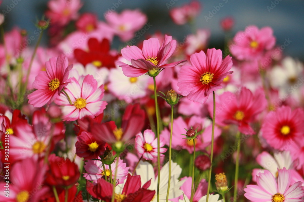 Cosmos flowers in the garden and blue background, blurry flower background, light pink cosmos flower. Cosmos flowers in the garden and blue background, blurry flower background, light pink cosmos flower.