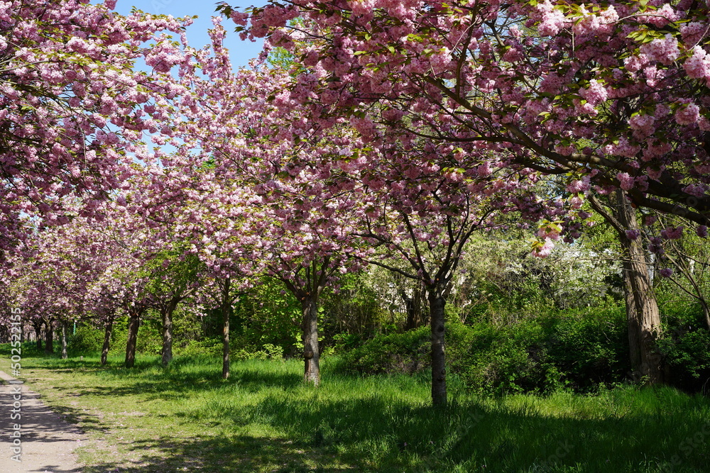 Viele blühende japanische Kirschbäume am Berliner Mauerweg in Teltow bei Sonnenschein Viele blühende japanische Kirschbäume am Berliner Mauerweg in Teltow bei Sonnenschein