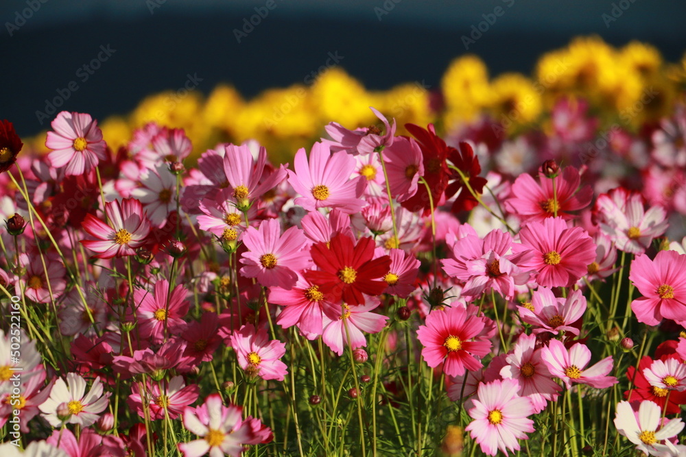 Obraz premium Cosmos flowers in the garden and blue background, blurry flower background, light pink cosmos flower. 