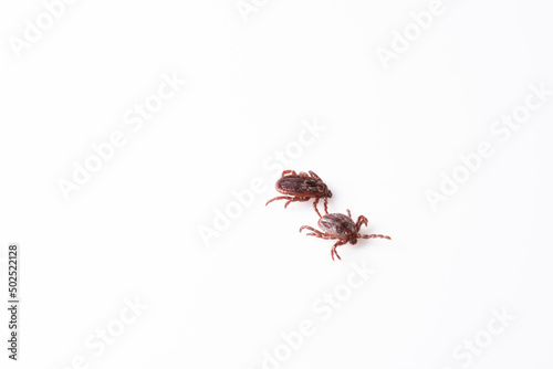 Insect tick isolated on a white background. A dangerous arachnid tick in close-up. A dangerous insect. Magnified view.