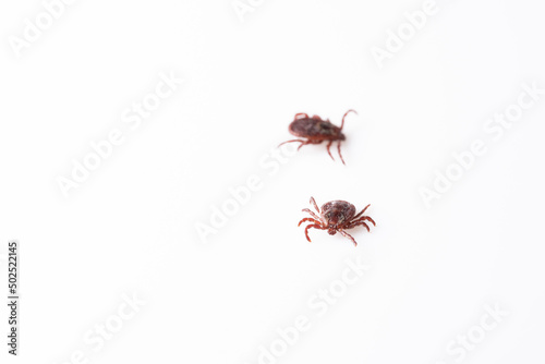 Insect tick isolated on a white background. A dangerous arachnid tick in close-up. A dangerous insect. Magnified view. © PhotoRK
