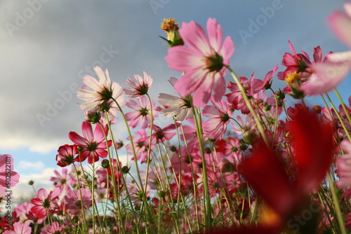 Cosmos flowers in the garden and blue background, blurry flower background, light pink cosmos flower. 