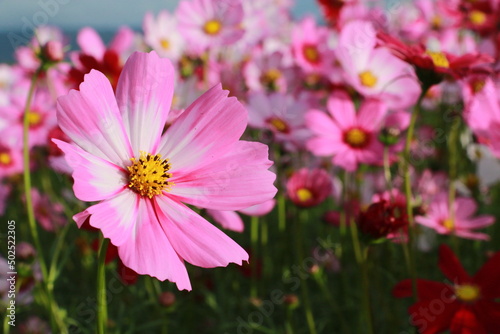 Cosmos flowers in the garden and blue background  blurry flower background  light pink cosmos flower. 