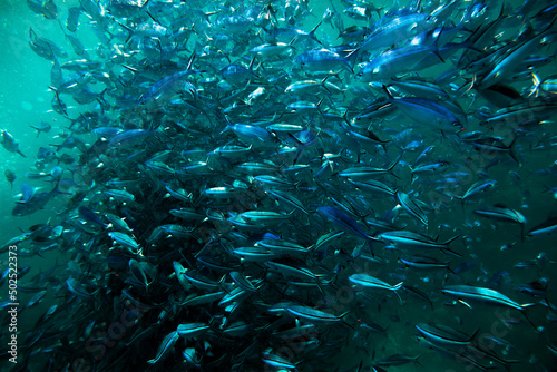 Fusiliers Fishes or Caesionidae in Maldive sea Mixed with Zoo Plankton photo