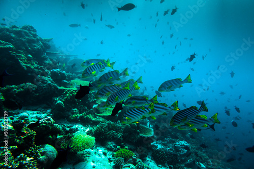 Fototapeta Naklejka Na Ścianę i Meble -  Beautiful Coral Reef full of Underwater Animals