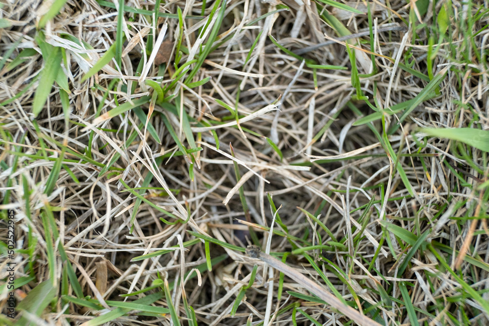 A lawn with dried grass. grass after winter. scarification and aeration. A lawn with dried grass. grass after winter. scarification and aeration.