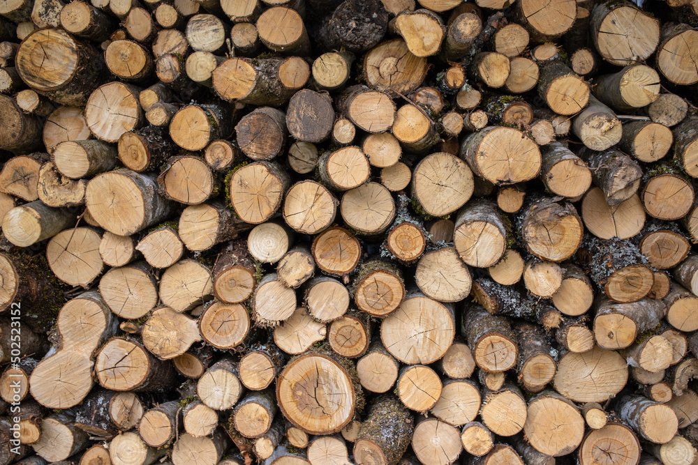 Logged wood in forest - great for topics like forestry, wood as fuel