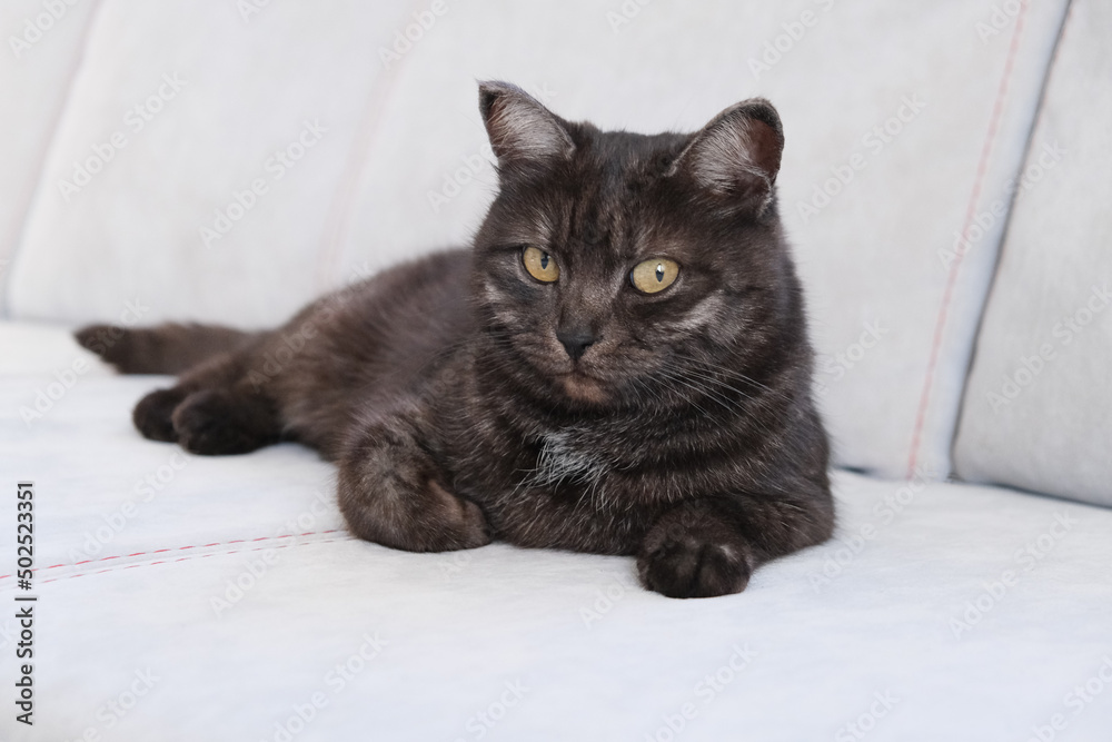 Fototapeta premium Portrait of shorthair gray-blue domestic cat with big yellow eyes a Scottish Grey tabby cat. Adorable pet with a green houseplant. British shorthair grey cat with big wide open orange eyes