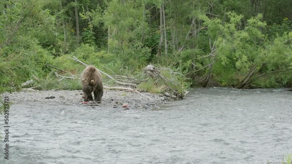 Brown bear hunting and eating a salmon fish in the forest river, Kamchatka, Russia, 4k Brown bear hunting and eating a salmon fish in the forest river, Kamchatka, Russia, 4k