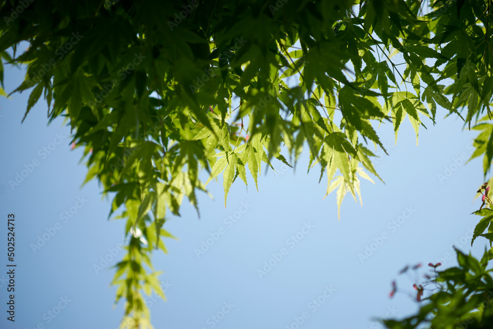 青もみじ・爽快・木陰・葉っぱ・快晴・日当たり・アップ 青もみじ・爽快・木陰・葉っぱ・快晴・日当たり・アップ