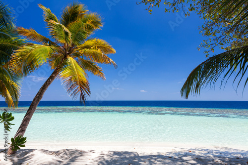 Fototapeta Naklejka Na Ścianę i Meble -  Coconut palm tree alone on a white sand beach with lagoon in Maldives